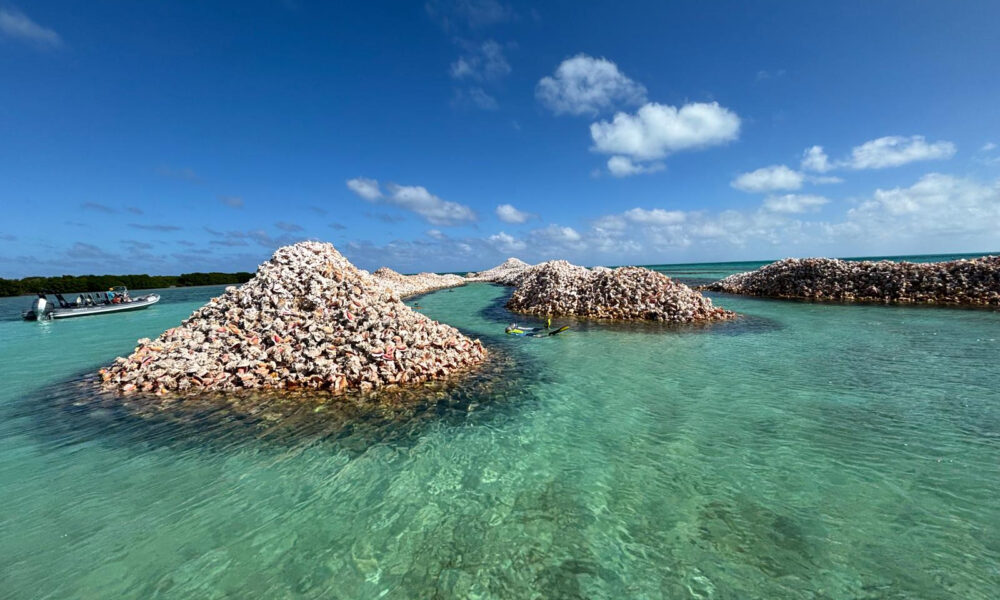 Isole Vergini Britanniche: il lusso selvaggio dei Caraibi 19 Conch Shell Mounds: le colline di conchiglie
