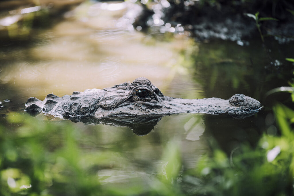 Everglades National Park​