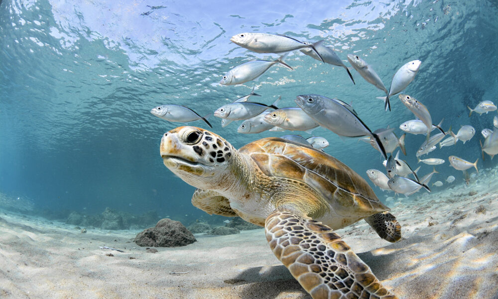 Antigua, l'isola che insegna al colore la felicità 2 La ricchissima fauna marina.