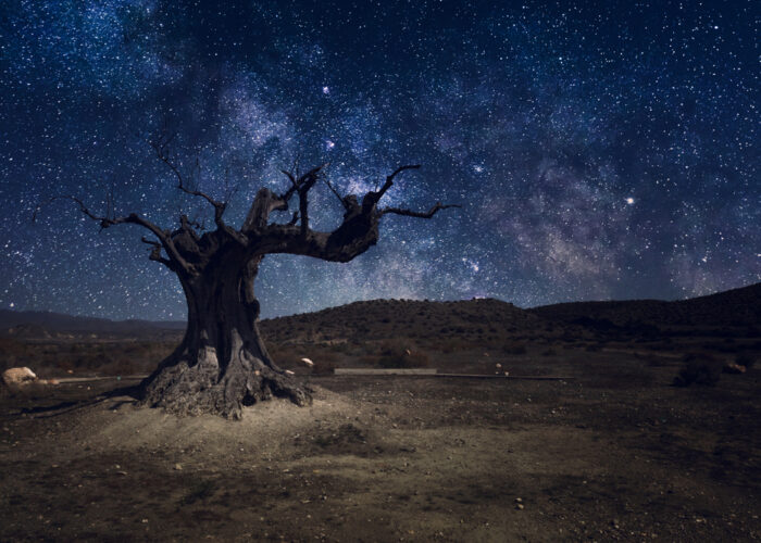 Starlights and milky way with lonely tree in dark night in Tabernas desert near Almeria-Spain