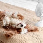 Caldo e cani: i segnali di stress che non dovresti mai ignorare apertura caldo e cani 2624878593