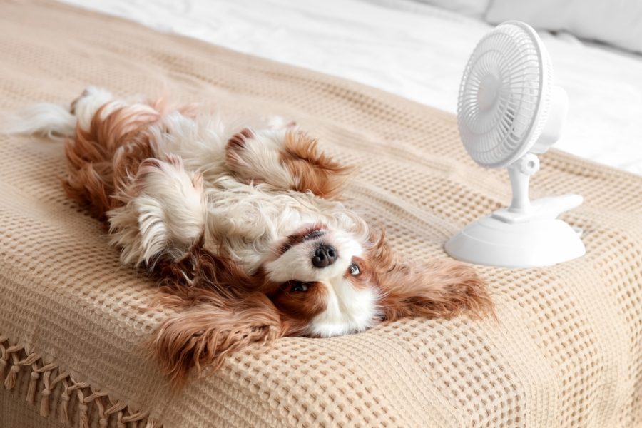 apertura caldo e cani 2624878593