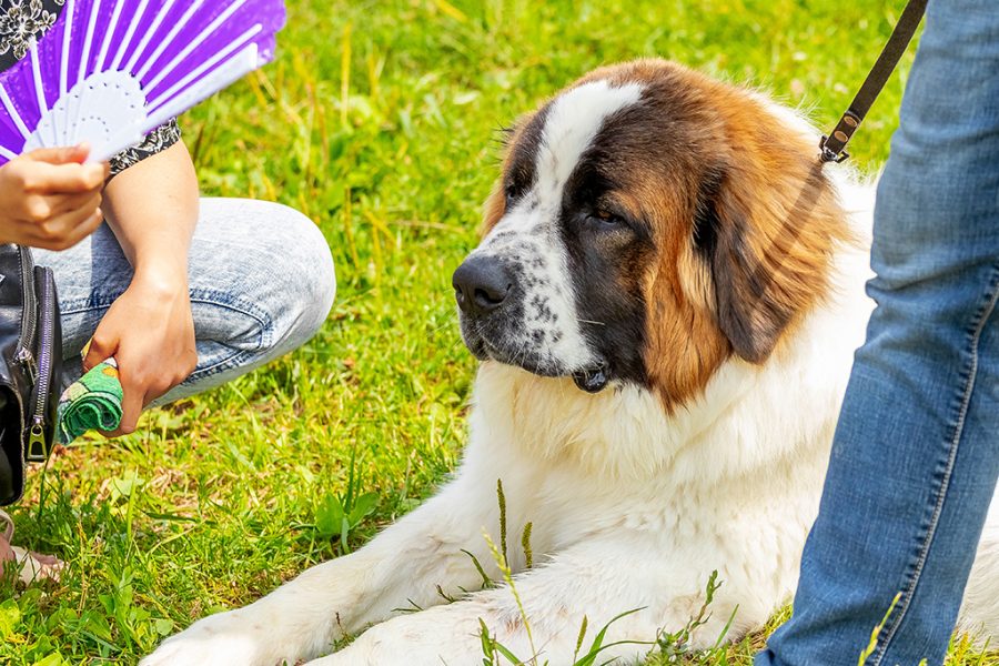Caldo e cani: i segnali di stress che non dovresti mai ignorare 3 shutterstock 2152617097