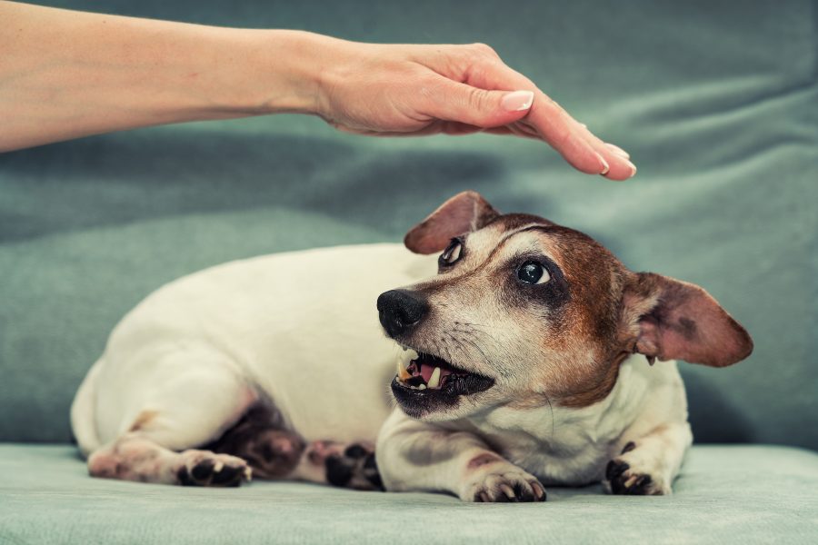Caldo e cani: i segnali di stress che non dovresti mai ignorare 2 shutterstock 2198997405