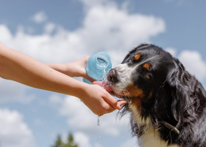 Caldo e cani: i segnali di stress che non dovresti mai ignorare 4 shutterstock 2503852999