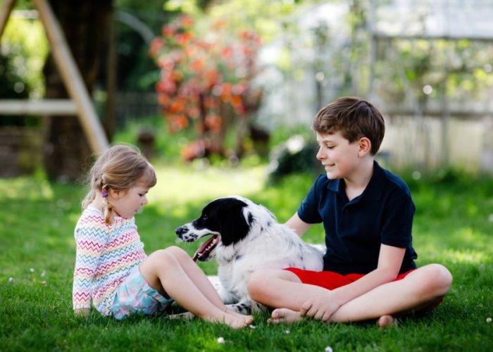 Caldo e cani: i segnali di stress che non dovresti mai ignorare 5 shutterstock 2624913889