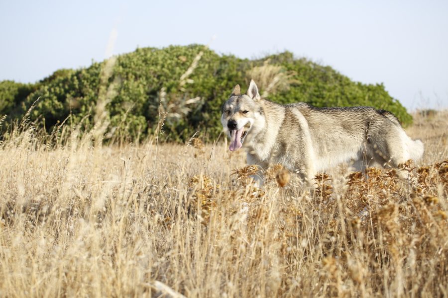 Settembre al Sud: 3 itinerari da sogno tra Calabria, Campania e Puglia 2 shutterstock 606928883