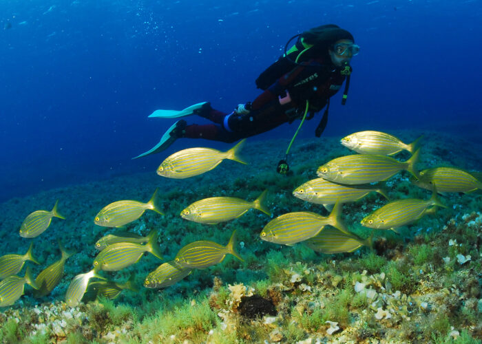 Immersioni nel mare di Formentera