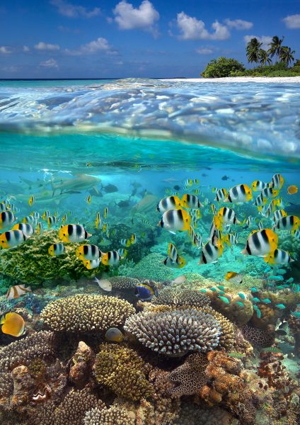 Vista subacquea di una barriera corallina tropicale nella Polinesia francese, nell'Oceano Pacifico meridionale.